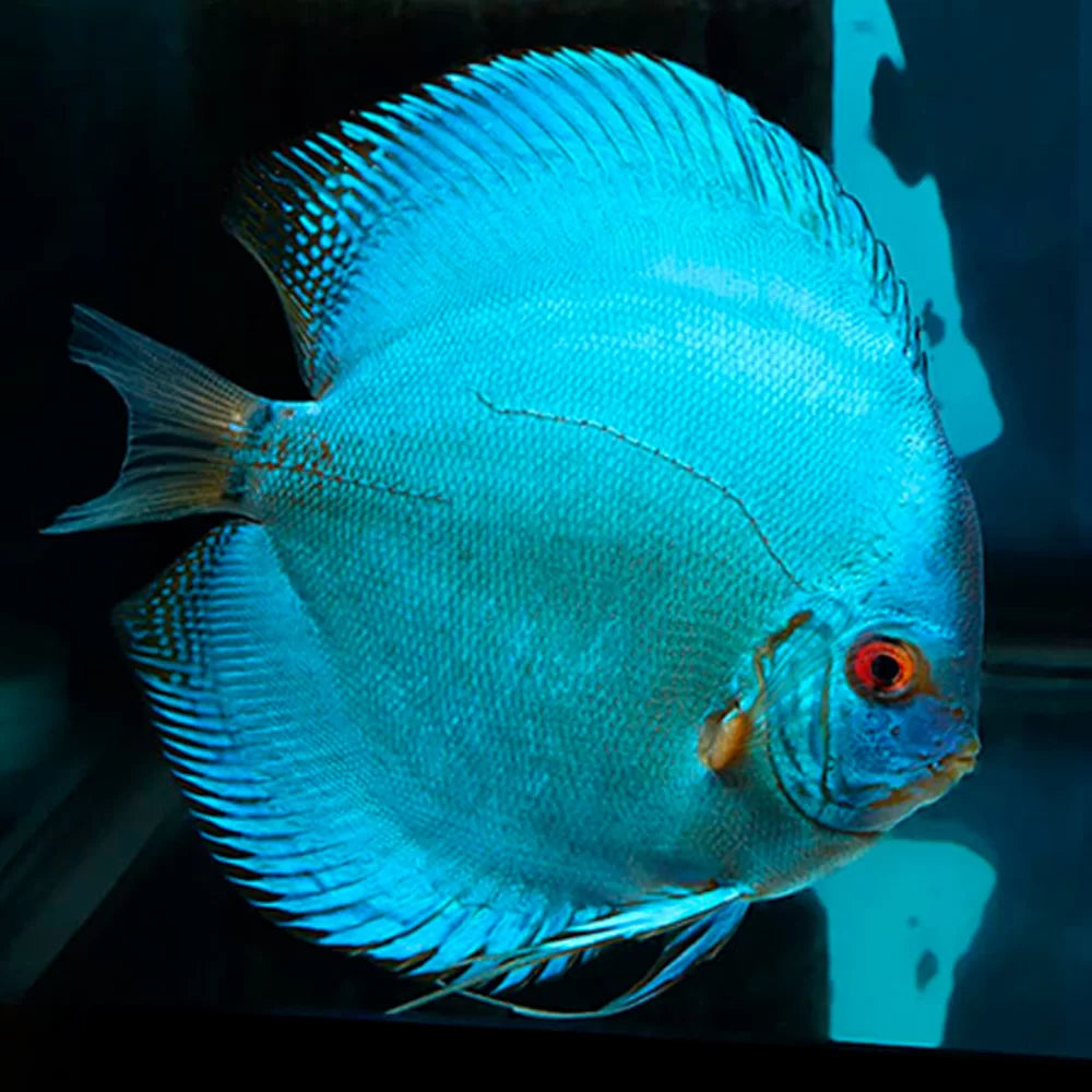 Imported Discus Fishes