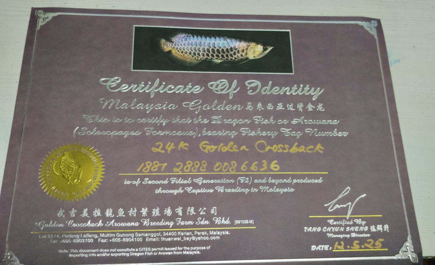 Malaysian 24K Golden Crossback Arowana