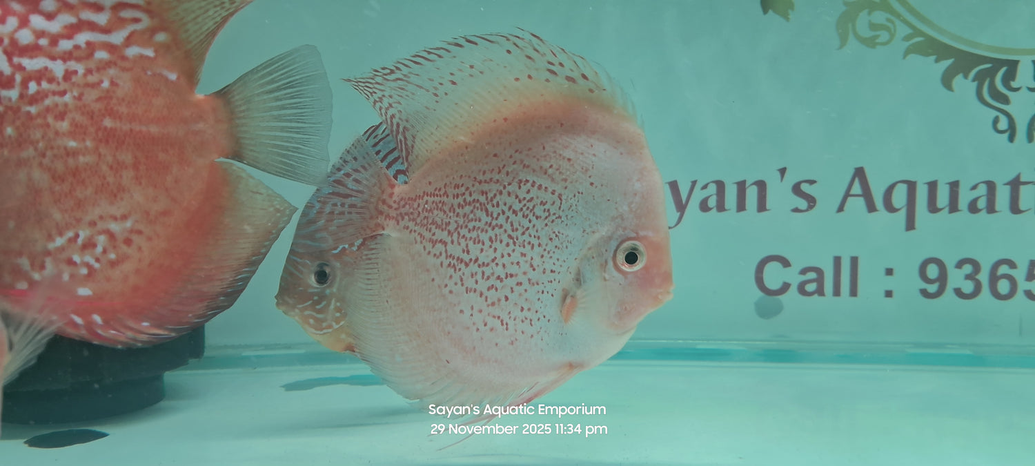 Imported Discus Fishes (King of Aquarium