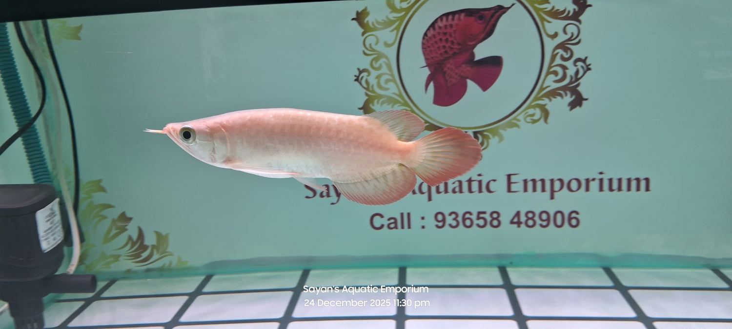 Violet Fusion Super Red Arowana