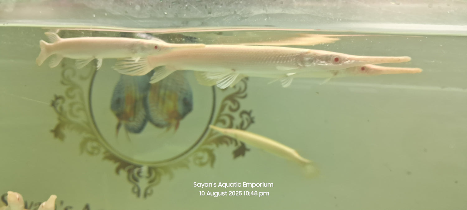 Albino Florida Gar