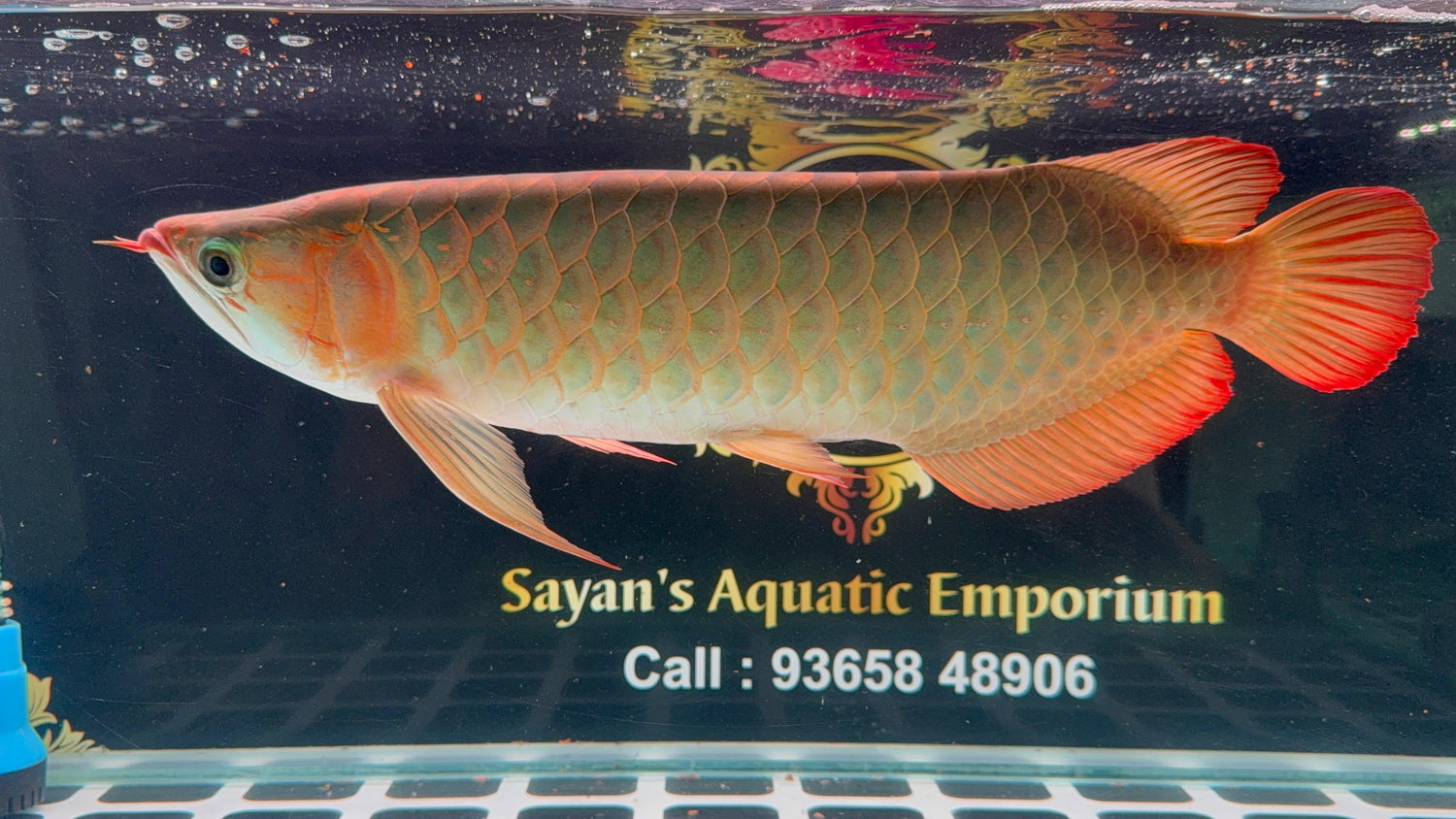 Super Blood Red Arowana