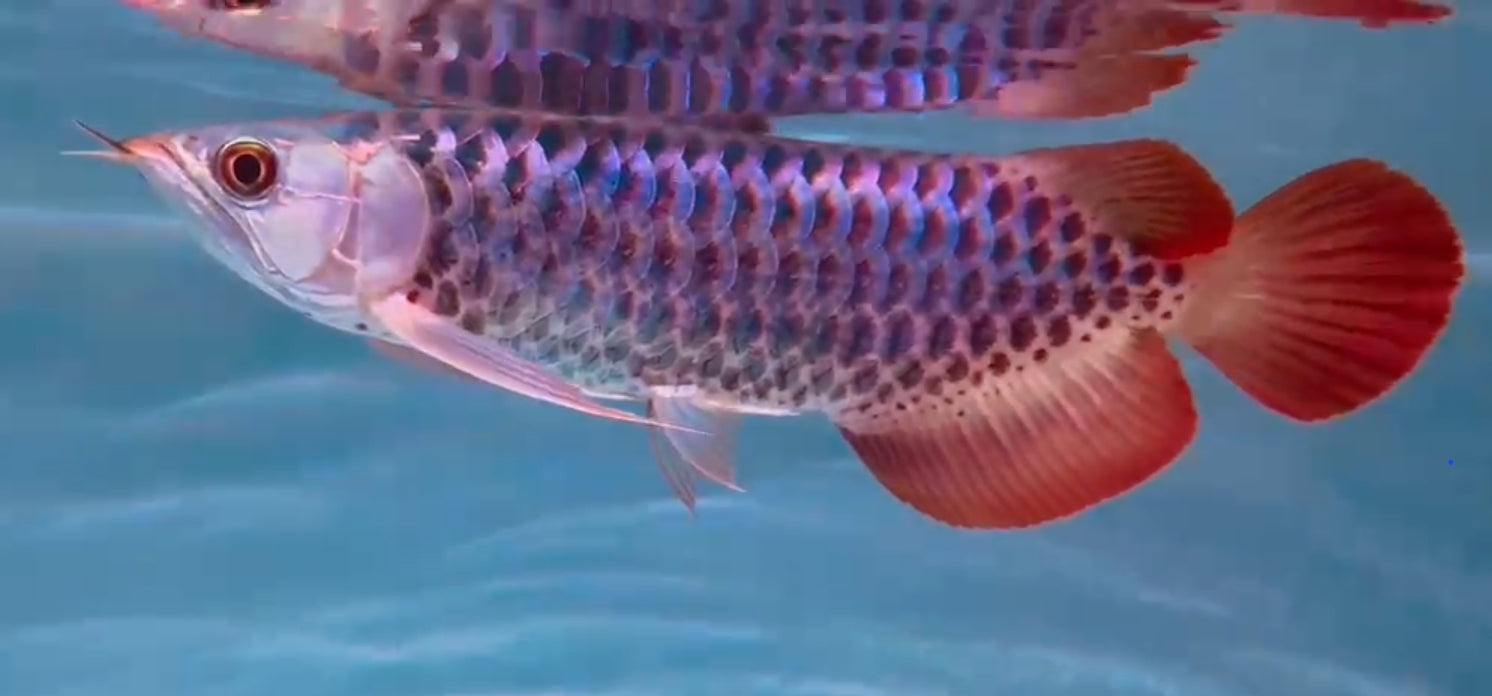 Rare & Super Exotic Arowanas