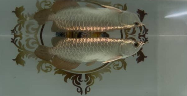 24K Golden Crossback Arowana