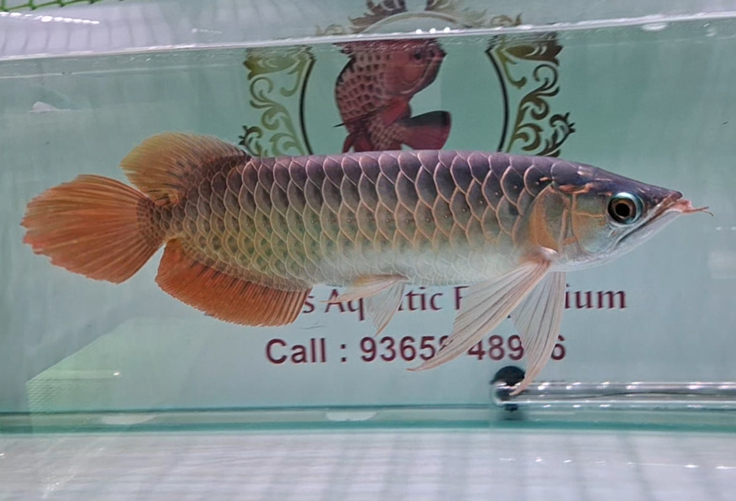 Sabartail Slayer Super Red Arowana