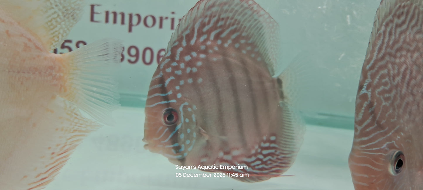 Imported Discus Fishes
