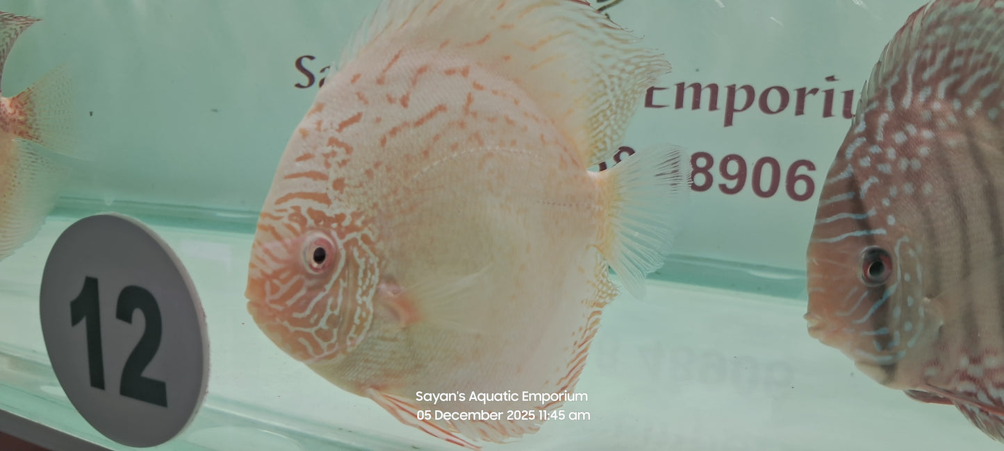 Imported Discus Fishes