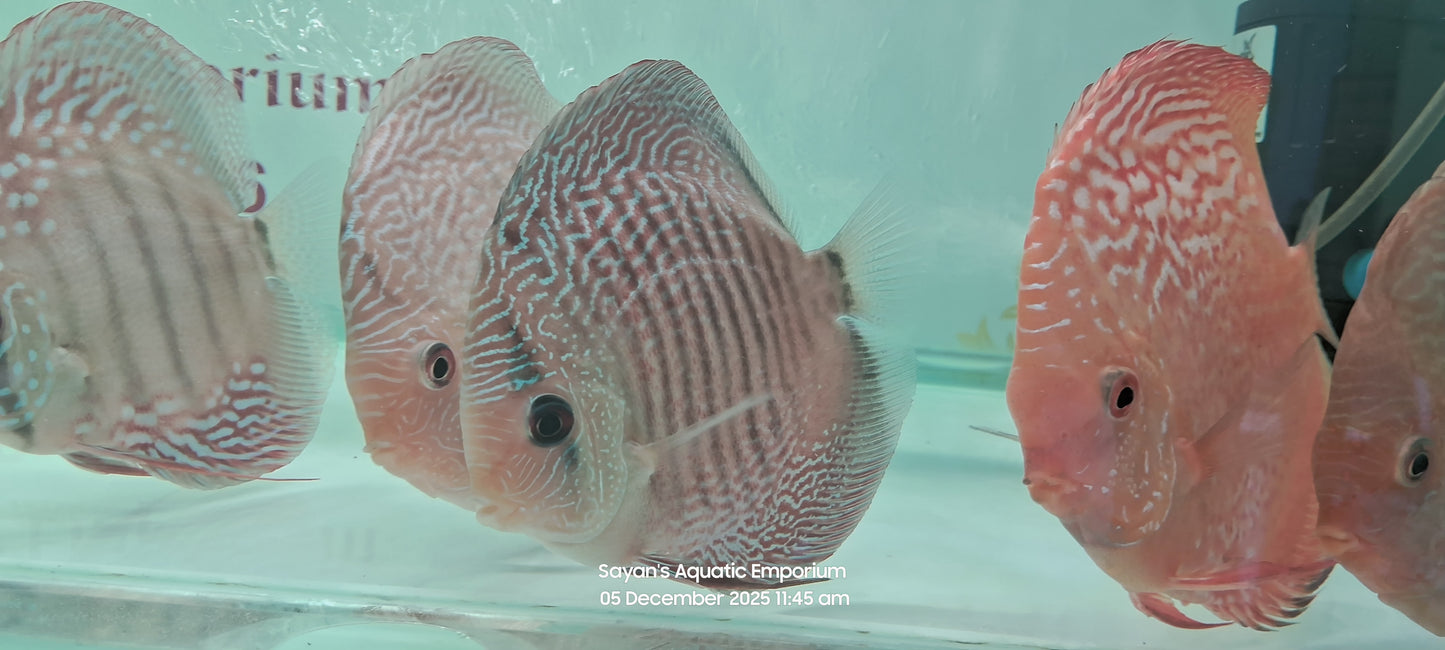 Imported Discus Fishes