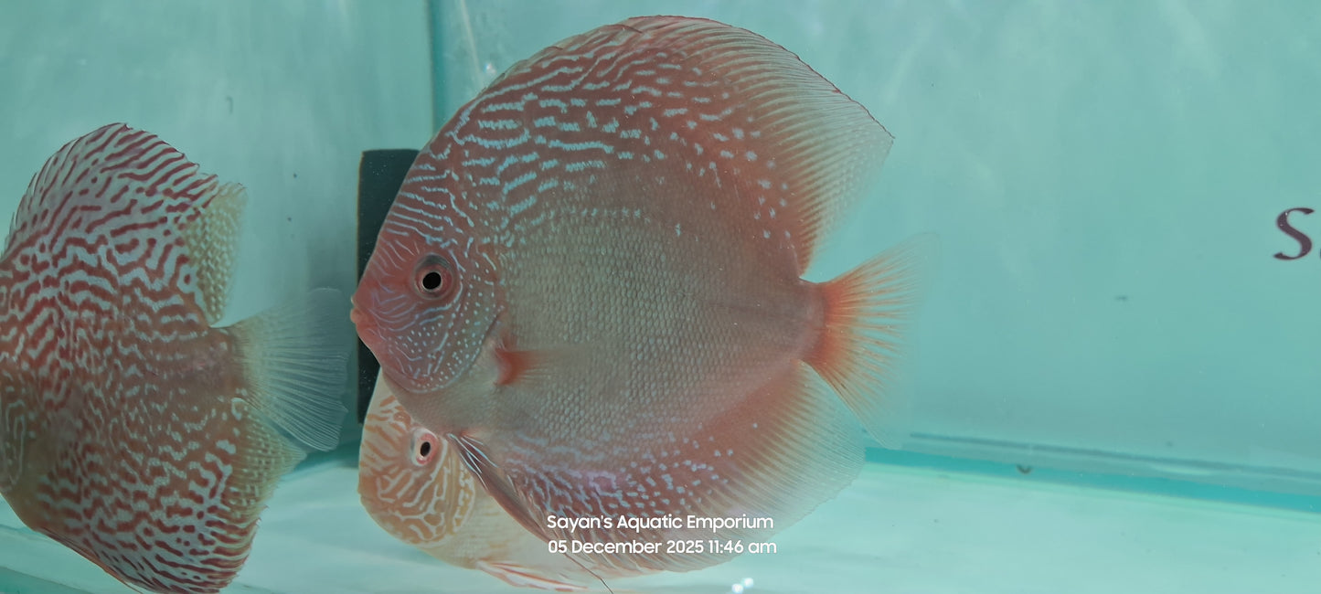 Imported Discus Fishes