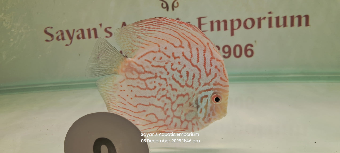 Imported Discus Fishes