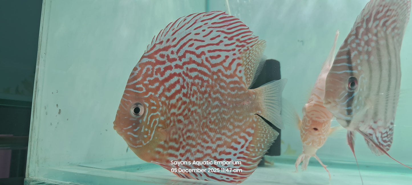 Imported Discus Fishes
