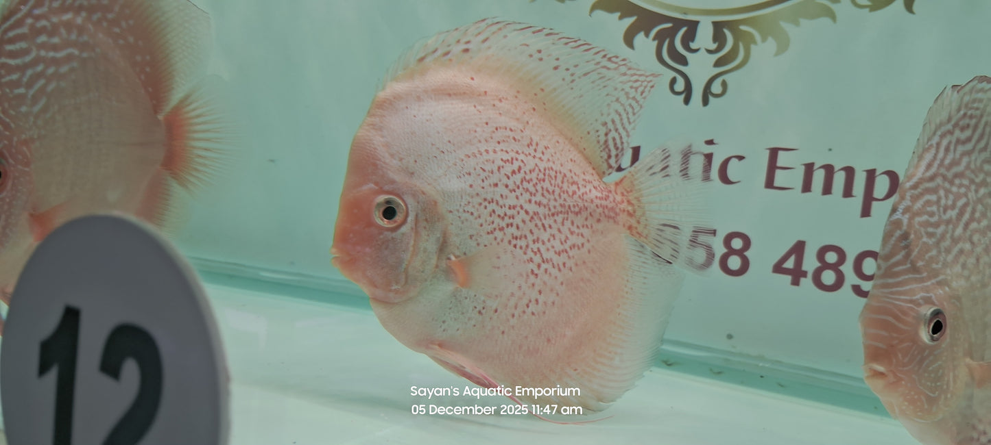 Imported Discus Fishes