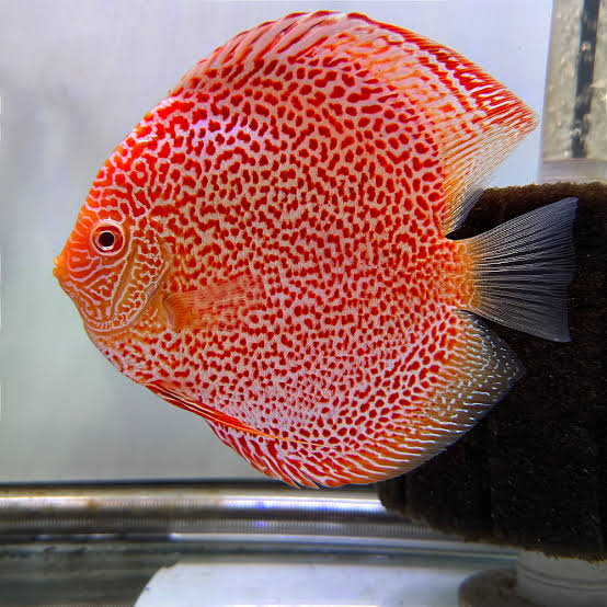 Imported Discus Fishes