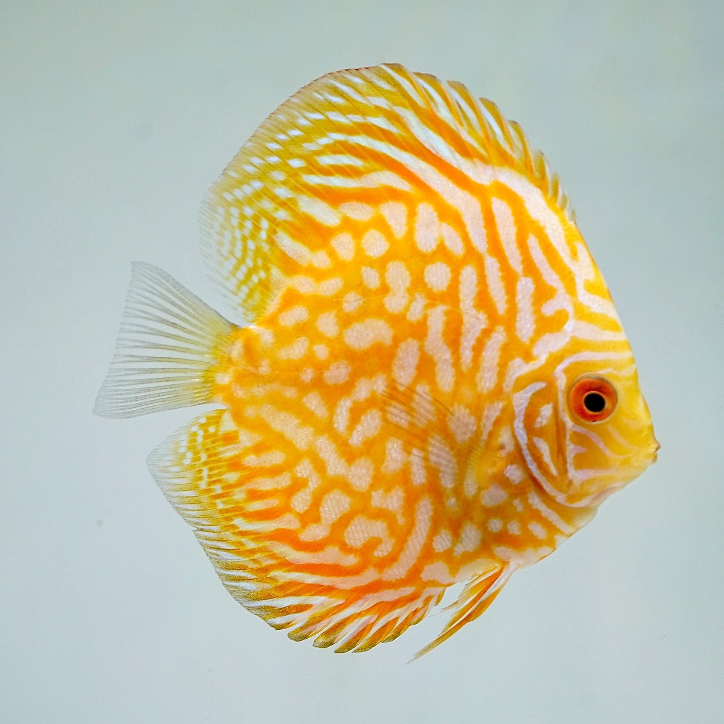 Imported Discus Fishes