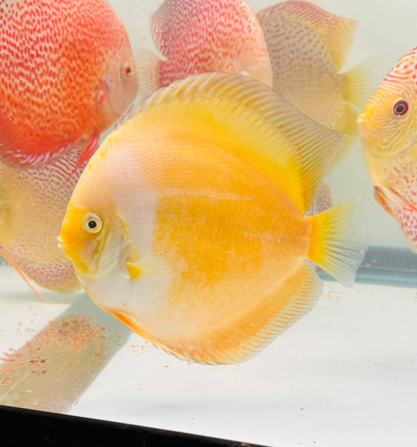 Imported Discus Fishes