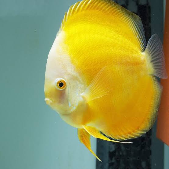 Imported Discus Fishes