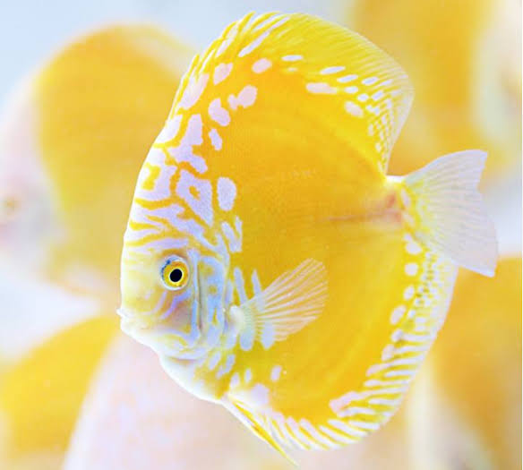 Imported Discus Fishes