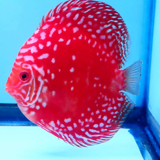 Imported Discus Fishes