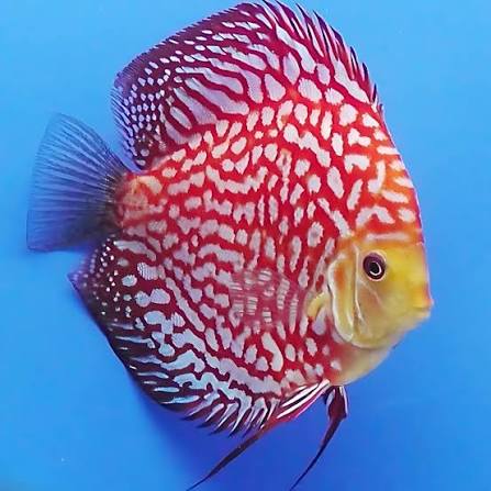 Imported Discus Fishes