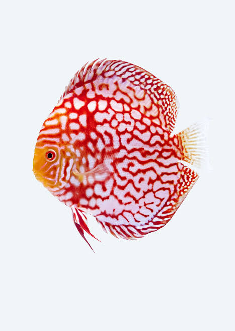 Imported Discus Fishes