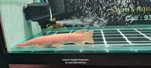 Albino Golden Alligator Gar (Atractosteus spatula)