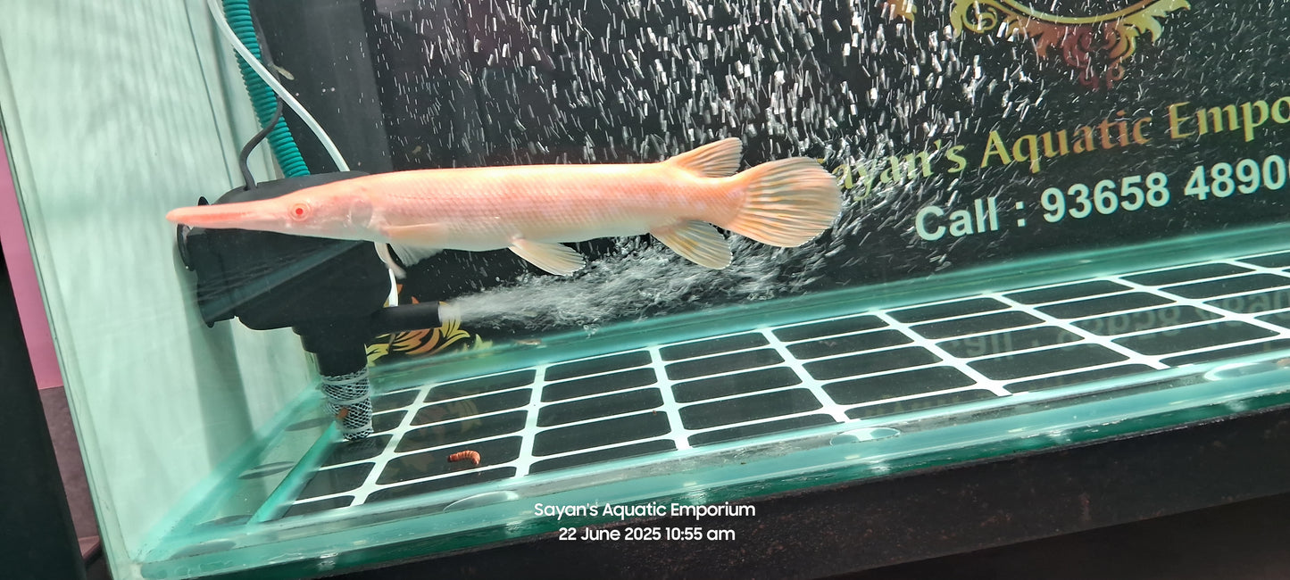 Albino Golden Alligator Gar (Atractosteus spatula)