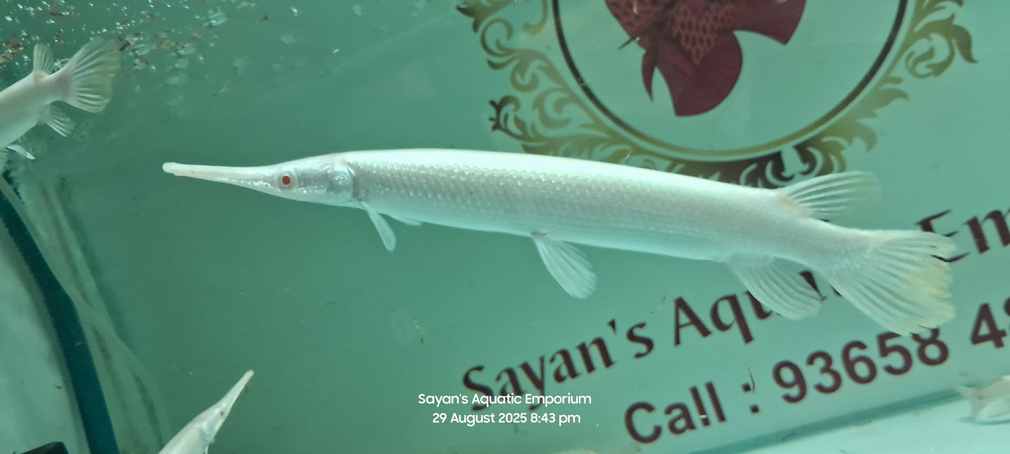 Albino Florida Gar