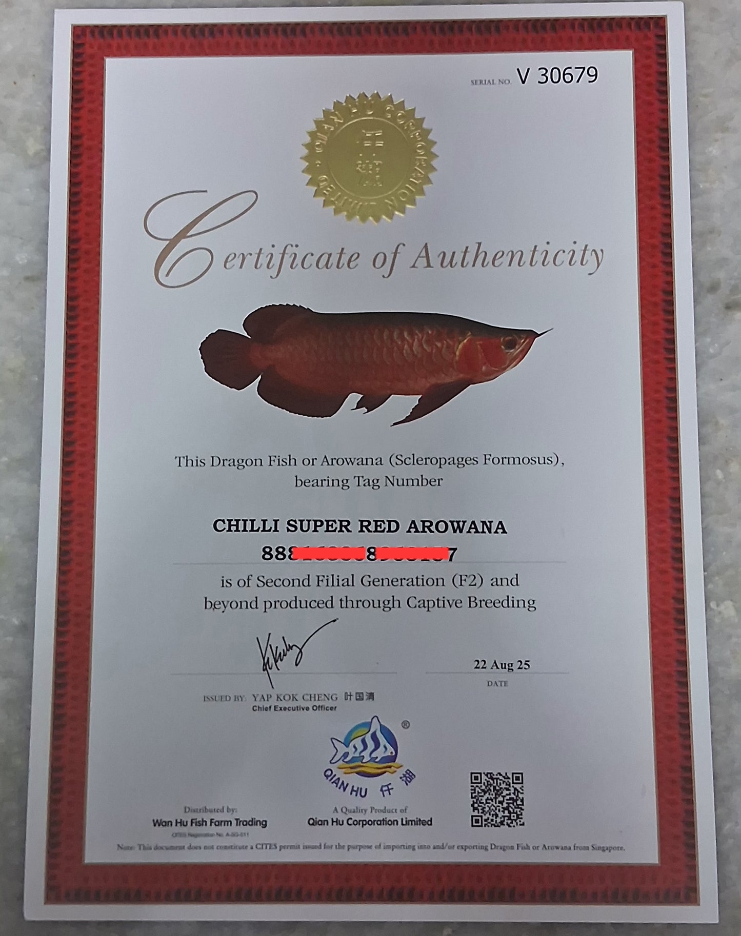 Chilli Super Red Arowana