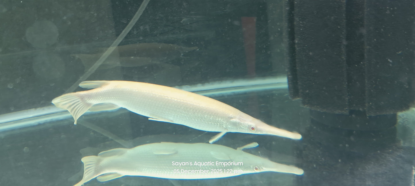 Albino Florida Gar