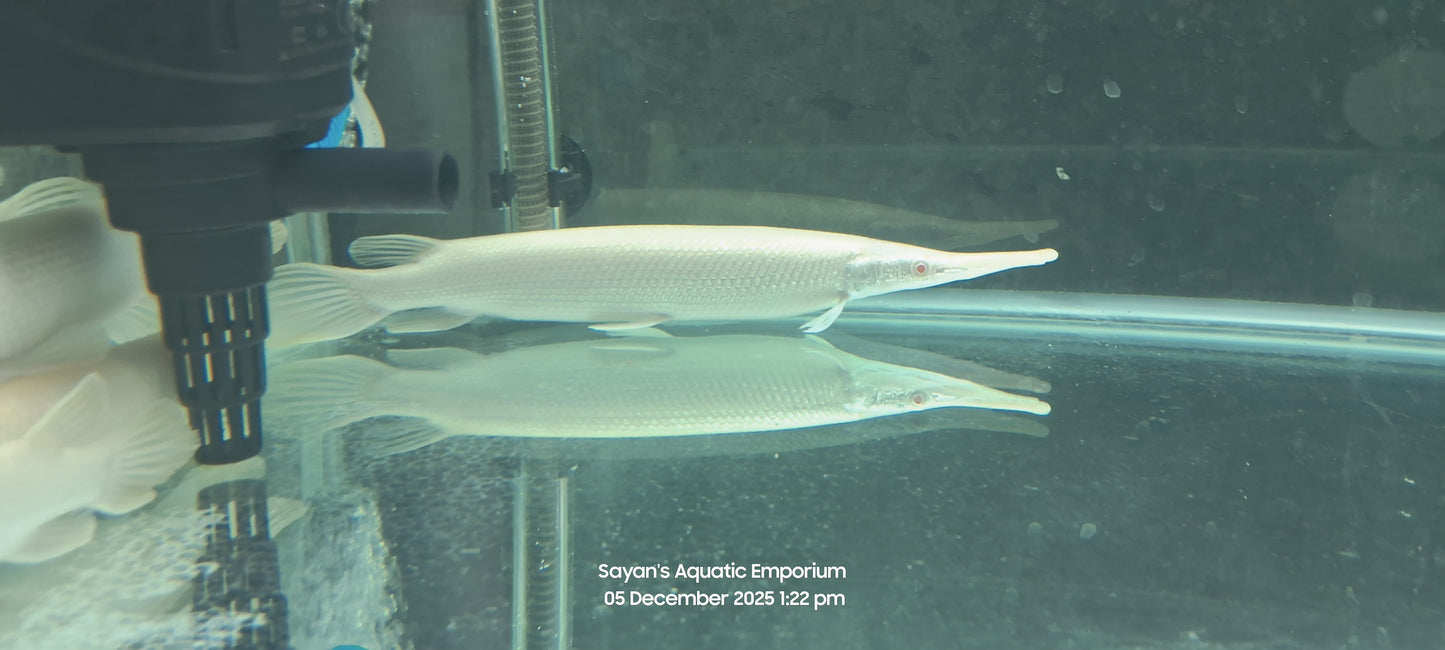Albino Florida Gar
