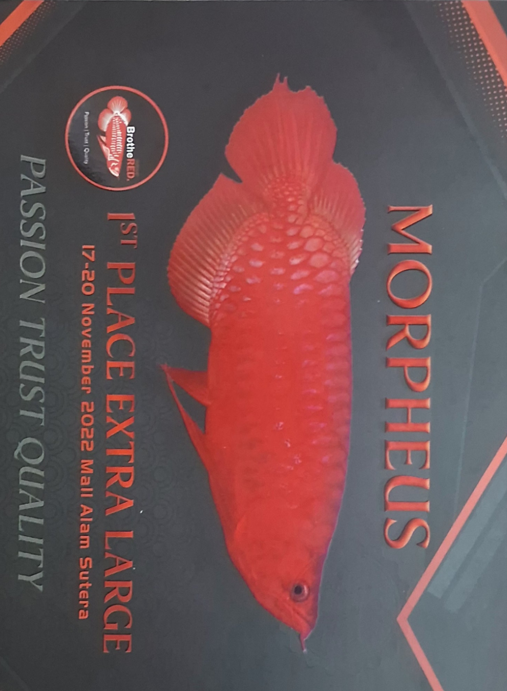 Indo Super Red Arowana