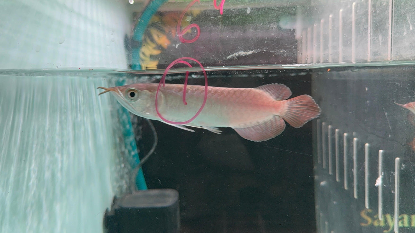Super Blood Red Arowana