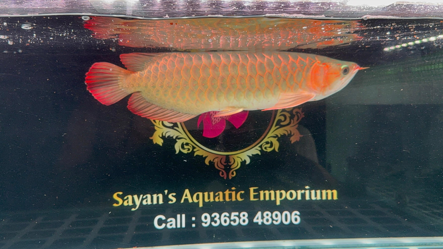 Super Blood Red Arowana