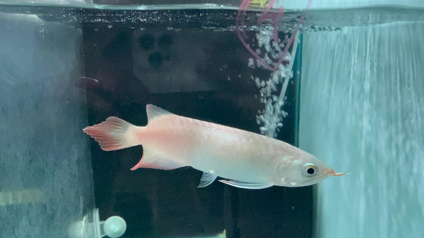 Super Blood Red Arowana