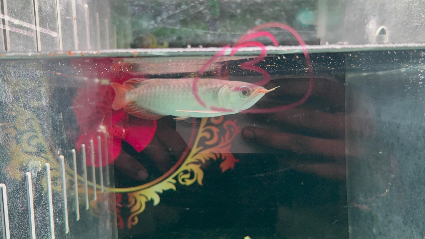 Super Blood Red Arowana