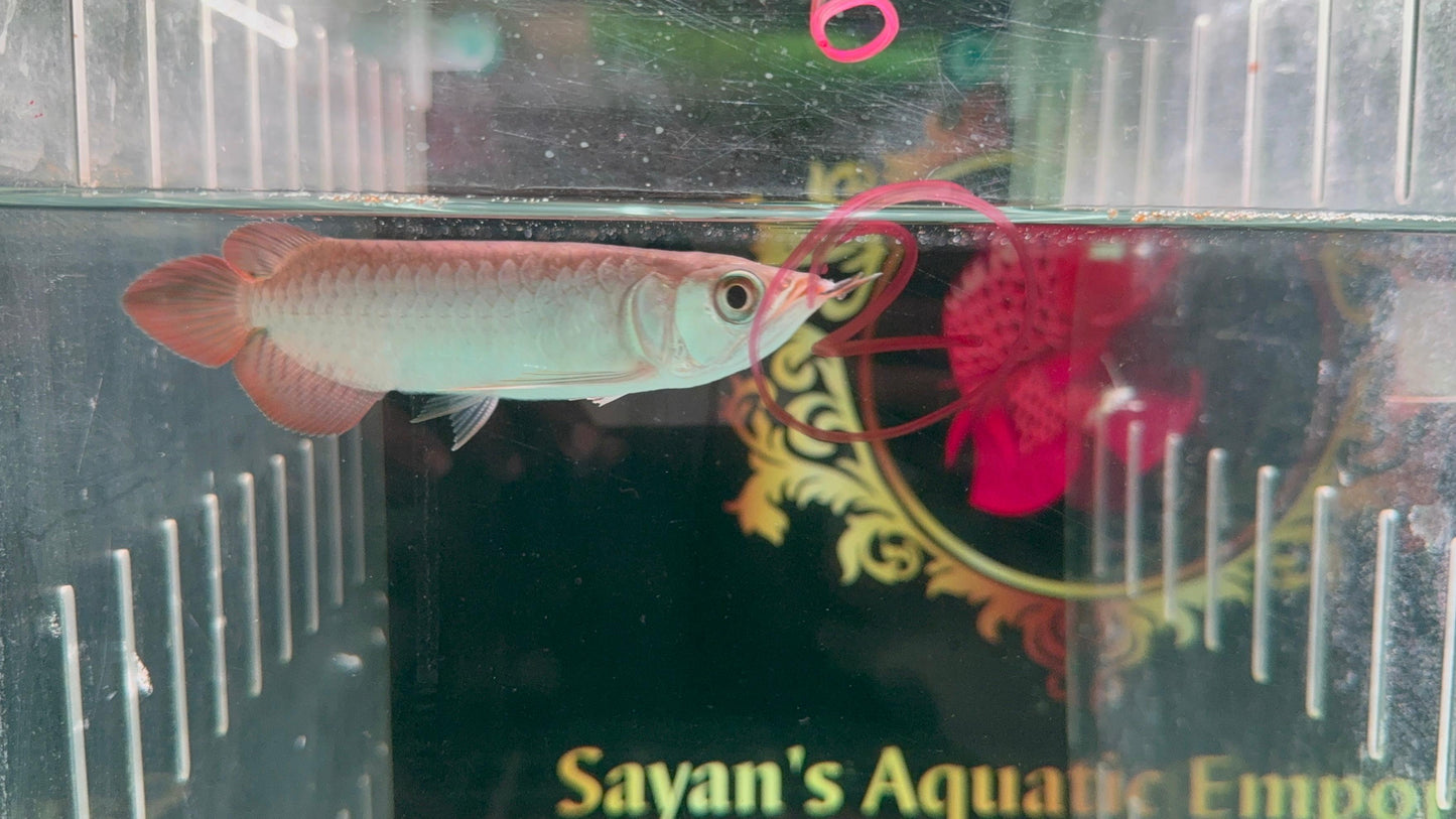 Super Blood Red Arowana