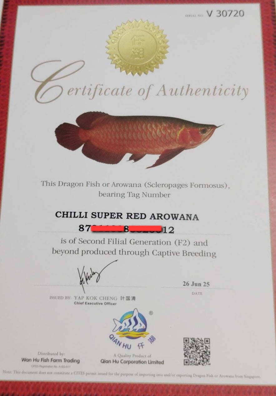 Chilli Super Red Arowana