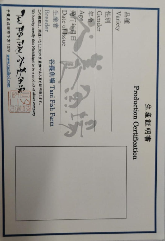 Japanese KOIS with Certificate.