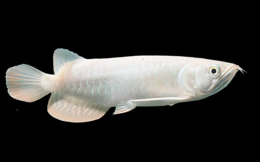 Platinum Pinoy Arowana