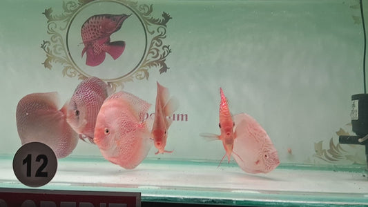 Imported Discus Fishes