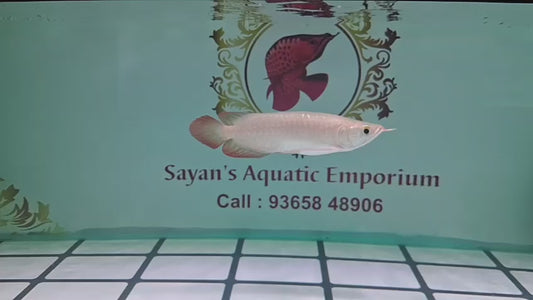 Violet Fusion Super Red Arowana