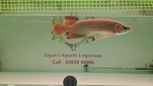 Sabartail Slayer Super Red Arowana