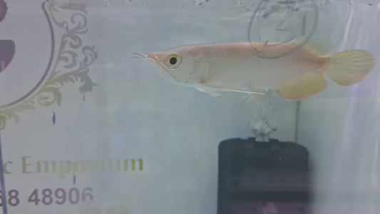 Red Tail Golden Arowana Qian Hu Fish Farm