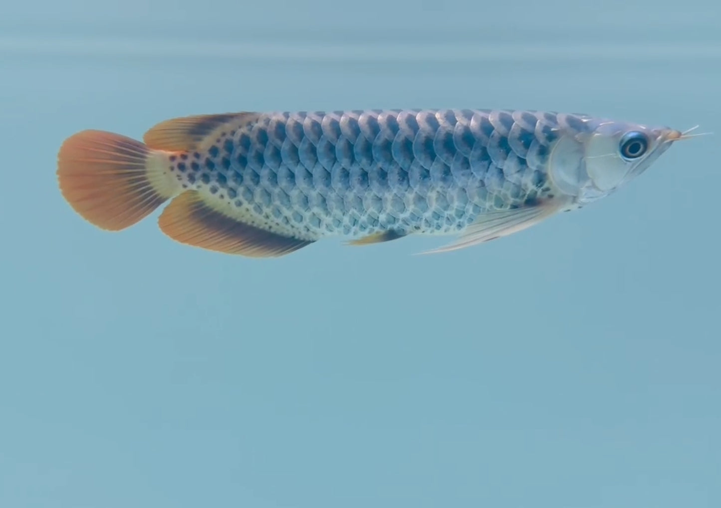 Exotic Polka Dotted Super Red Arowana
