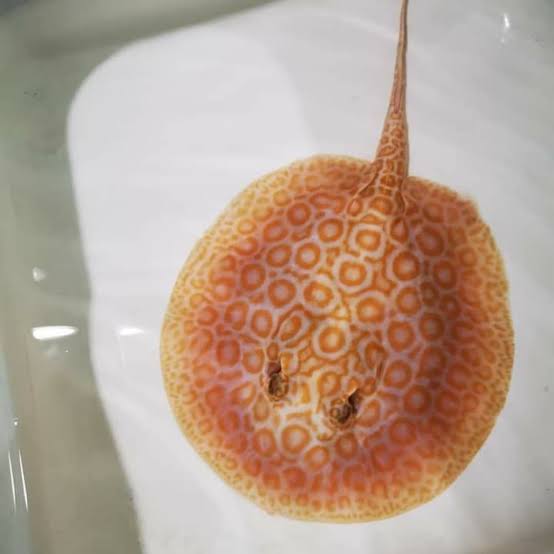 Fresh Water Stingrays