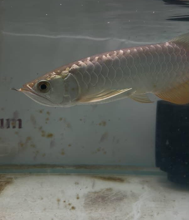 Malaysian 24K Golden Crossback Arowana