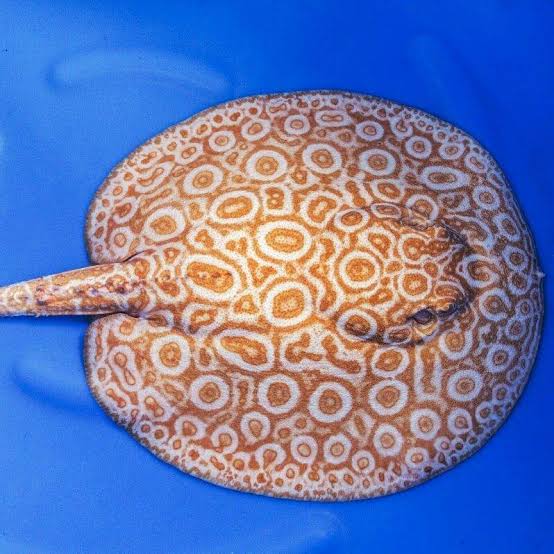 Fresh Water Stingrays