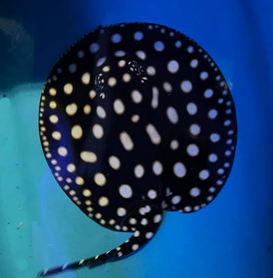 Fresh Water Stingrays