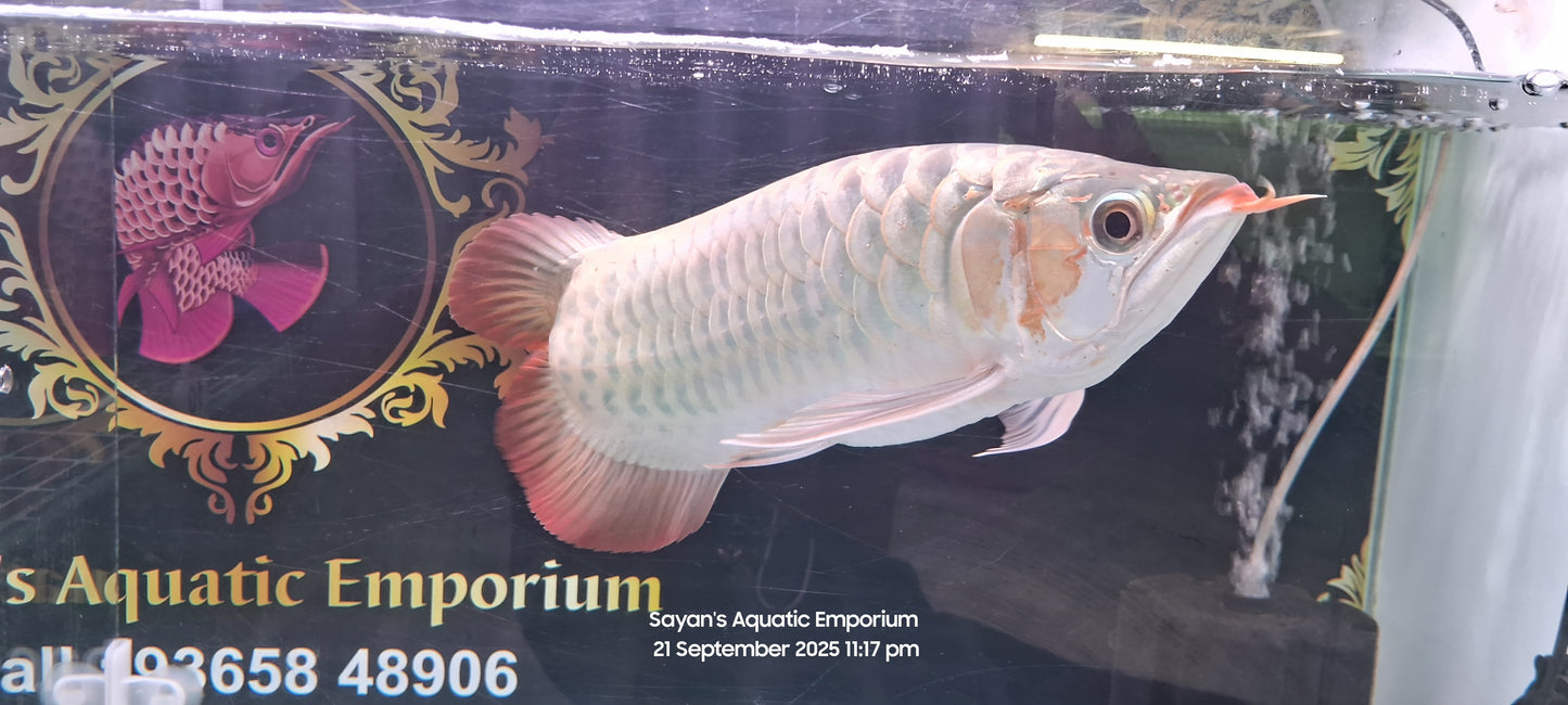 Exotic Love Tail Super Red Arowana