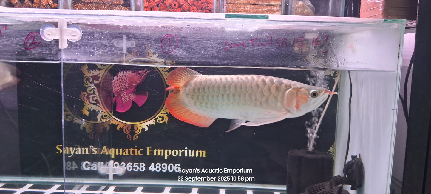 Exotic Love Tail Super Red Arowana